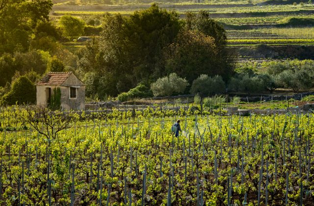 1586997769VillasHvar-Island_SvirčeVineyards-3