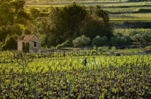 1586997769VillasHvar-Island_SvirčeVineyards-3